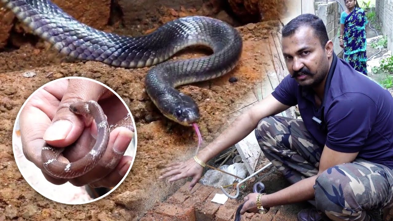 जिंदगी में पहली बार मिला काला करैत सांप, एक ही जगह पर मिले 2 सांप Common wolf vs Common Krait snake