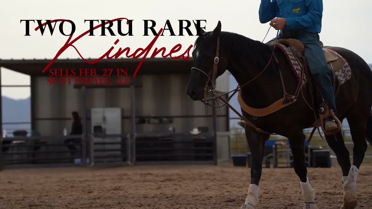 #28 Two Tru Rare Kindnes - Hershberger Horse Sale 2026