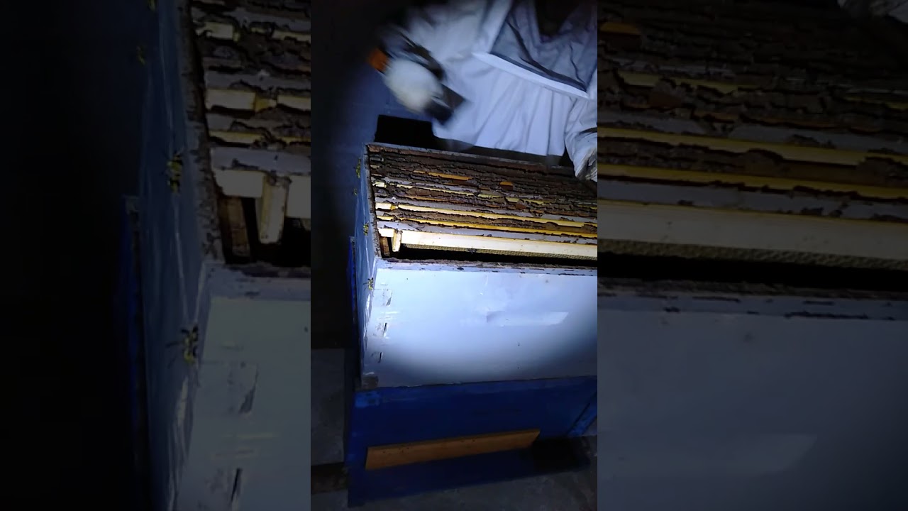 تطبيق نظام ابو سلمان بالجزائر