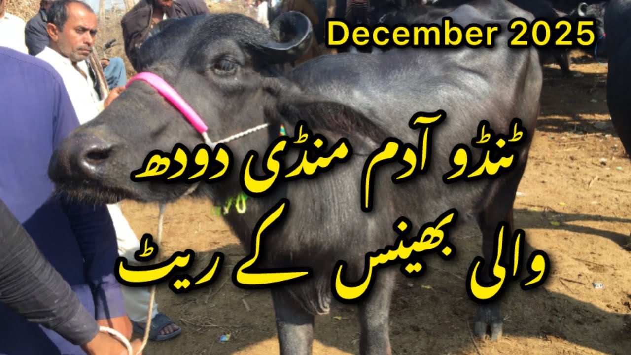 Bhains Mandi update 27-12-25