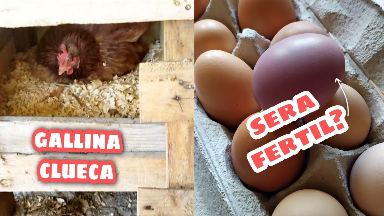 Poniendole huevos a la GALLINA CLUECA