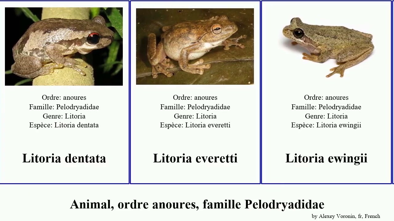 Animal, ordre anoures, famille Pelodryadidae litoria rubella bicolor aurea dentata inermis fallax