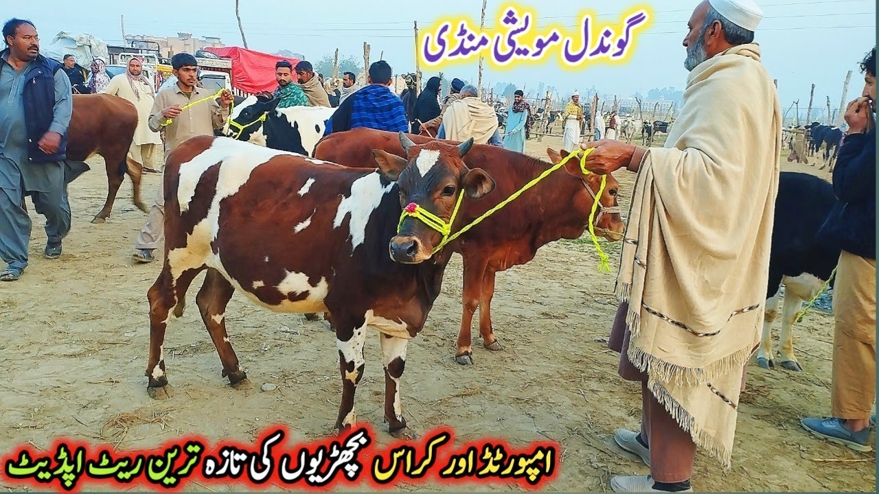 Gondal Mandi latest update 13March 2026!HF heifers for sale!jersey heifers for sale in Punjab!#cow
