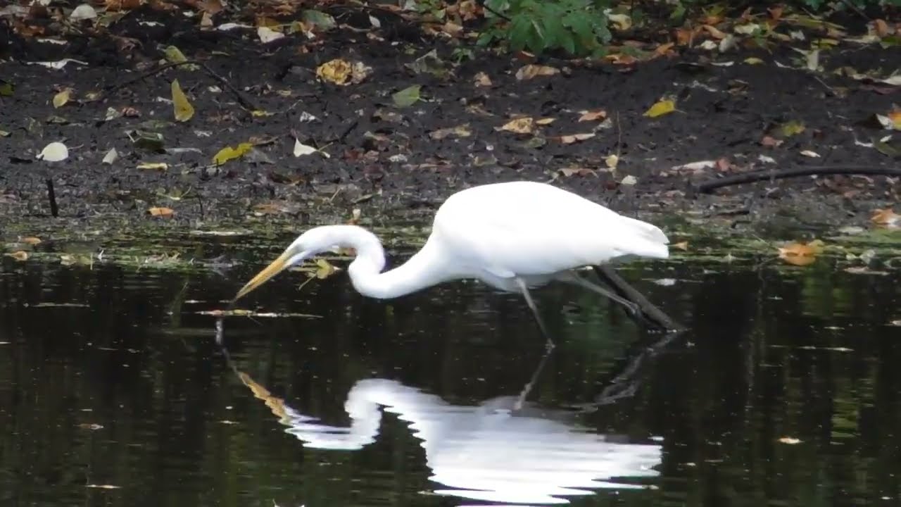GREAT EGRET IN TACOMA WASHINGTON!