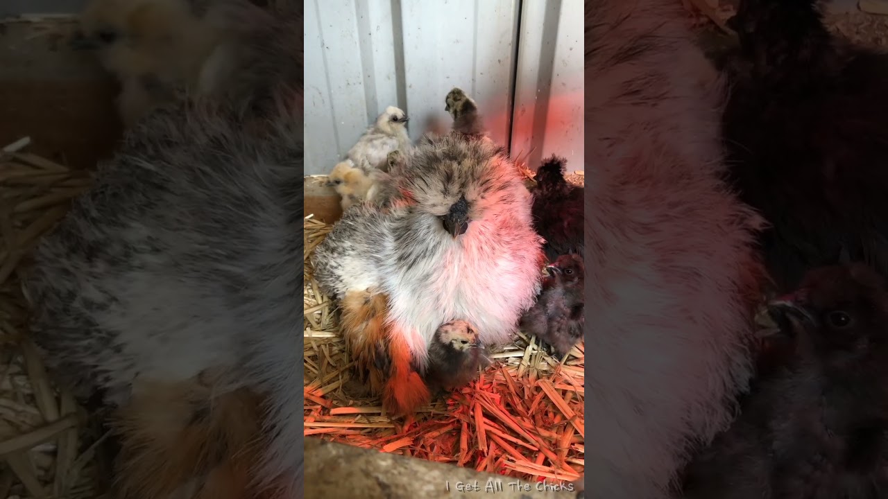 Silkie hen hatching eggs, rooster proceeds to peck baby chick in the face | I Get All The Chicks