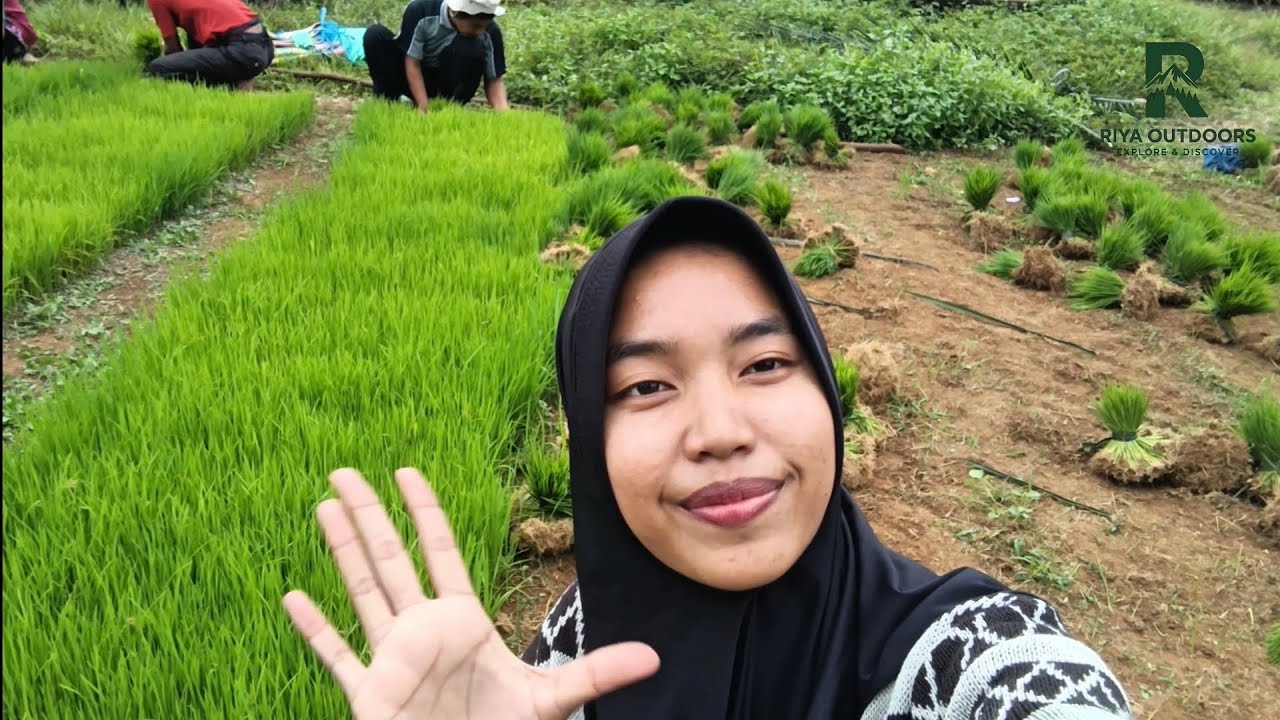 Begini Proses Menanam Padi Di Sawah‼️❓ #riyaoutdoors 