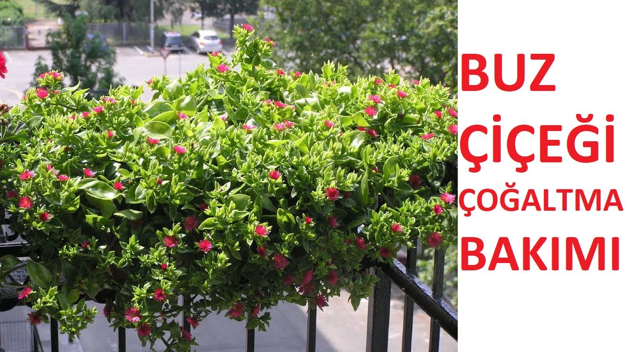 Buz Çiçeği Nasıl Çoğaltılır? Buz Çiçeği Çoğaltma Bakım