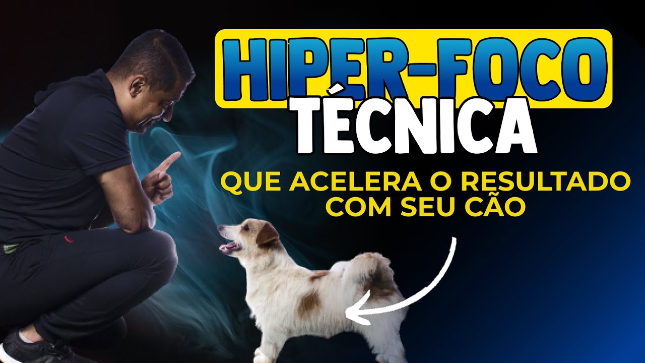 5 MANEIRAS DE TREINAR O HIPER FOCO COM SEU CÃO