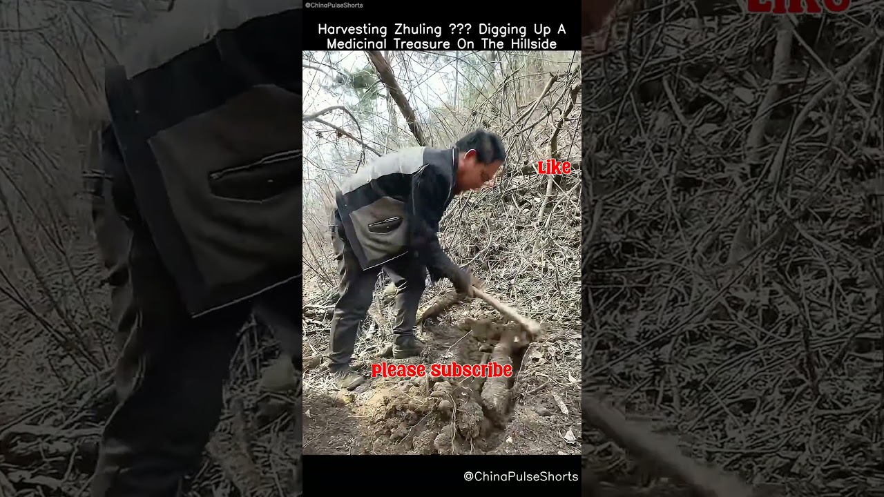 Harvesting Zhuling 🌿⛏️ Unearthing Nature&rsquo;s Medicinal Gem #medicinalherbs #traditionalhealing