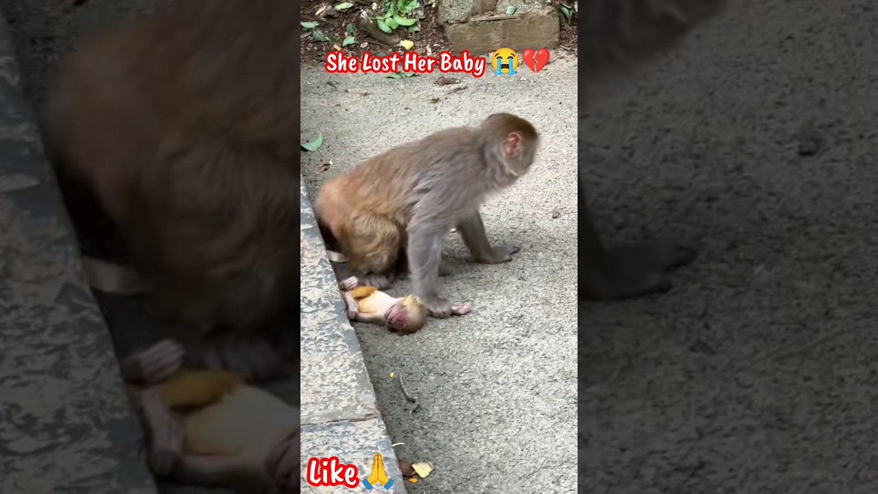 She Lost Her Baby 😭💔 ​#shorts #monkey #emotional #shortsfeed #viralshorts