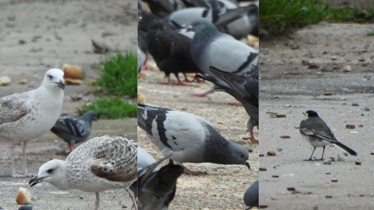 Pigeons, Crows, Sparrows, Seagulls: Their Daily Lives | CAT TV ( bird, birds , nature ) 