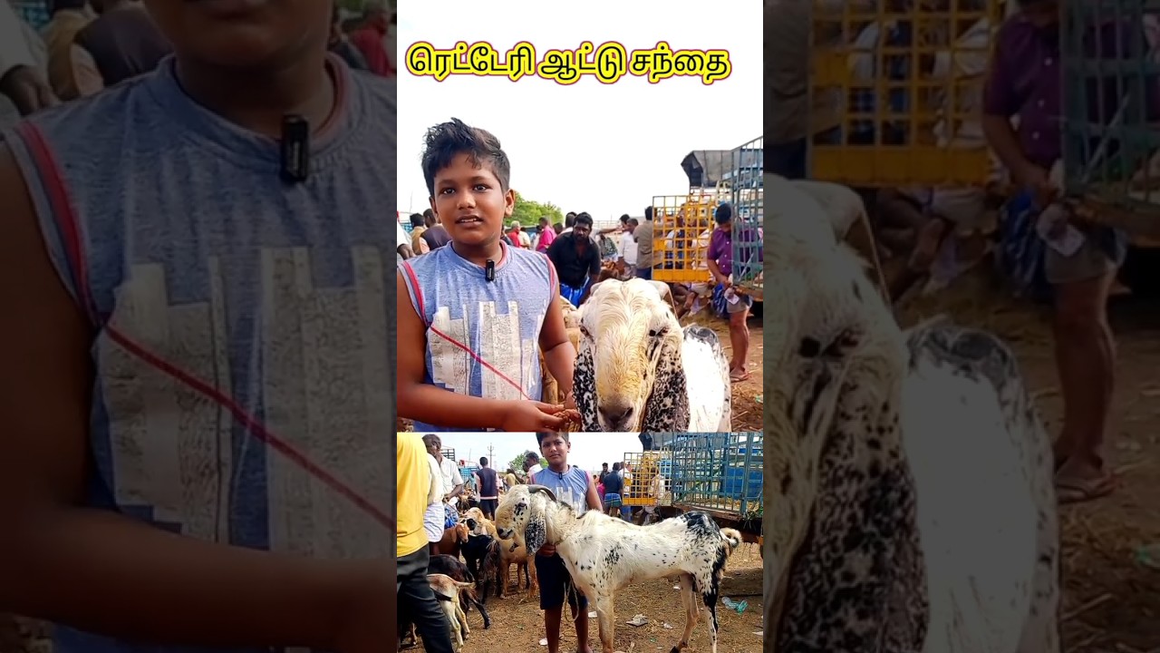 32கிலோ ஆடு,Rs22000| ரெட்டேரி ஆடு சந்தை|Retteri goat market