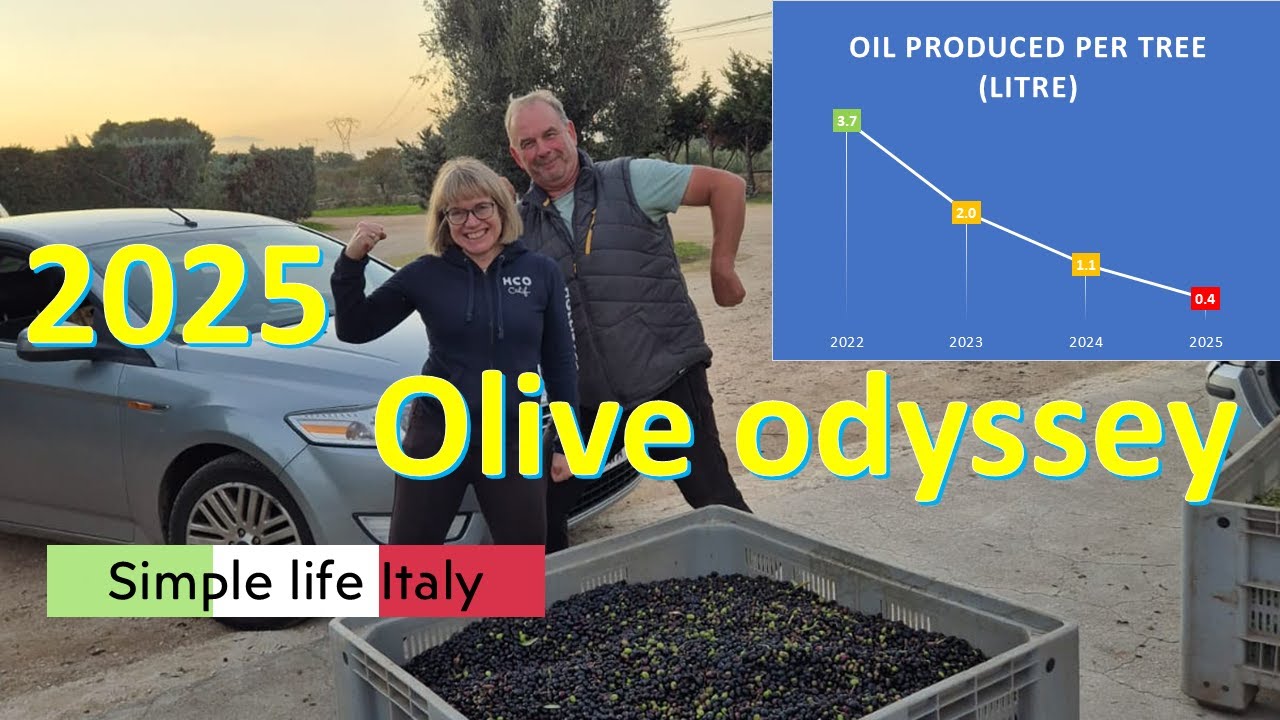 Olive Harvest in Puglia is Unbelievably Challenging in 2025! #ITALY LIFE