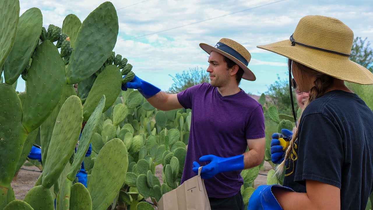 Prickly Pear Cactus - Evaluating the Biomass Productivity