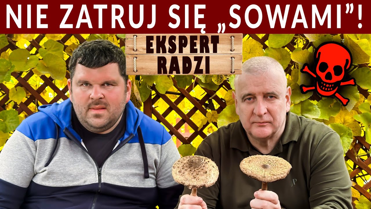 Jak odróżnić niebezpiecznego czubajnika ponurego od czubajki kani? Porady eksperta