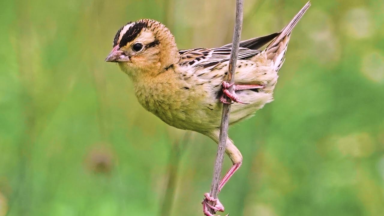 Conserving the Region's Grasslands: Supporting Biodiversity and Climate Solutions