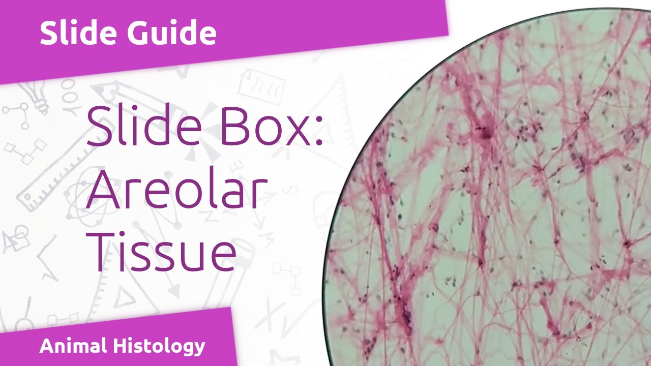 Virtual Slide: Areolar Connective Tissue (Spread Film)