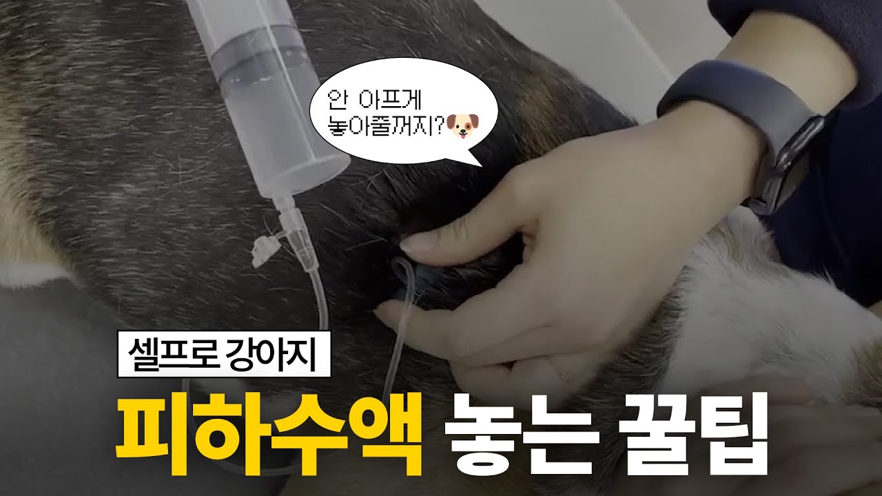 집에서 셀프로 강아지 피하수핵 놓는 꿀팁 !