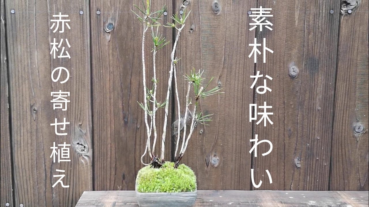 Natural Bonsai/盆栽日記　＃62「山採り赤松で素朴な寄せ植え｣