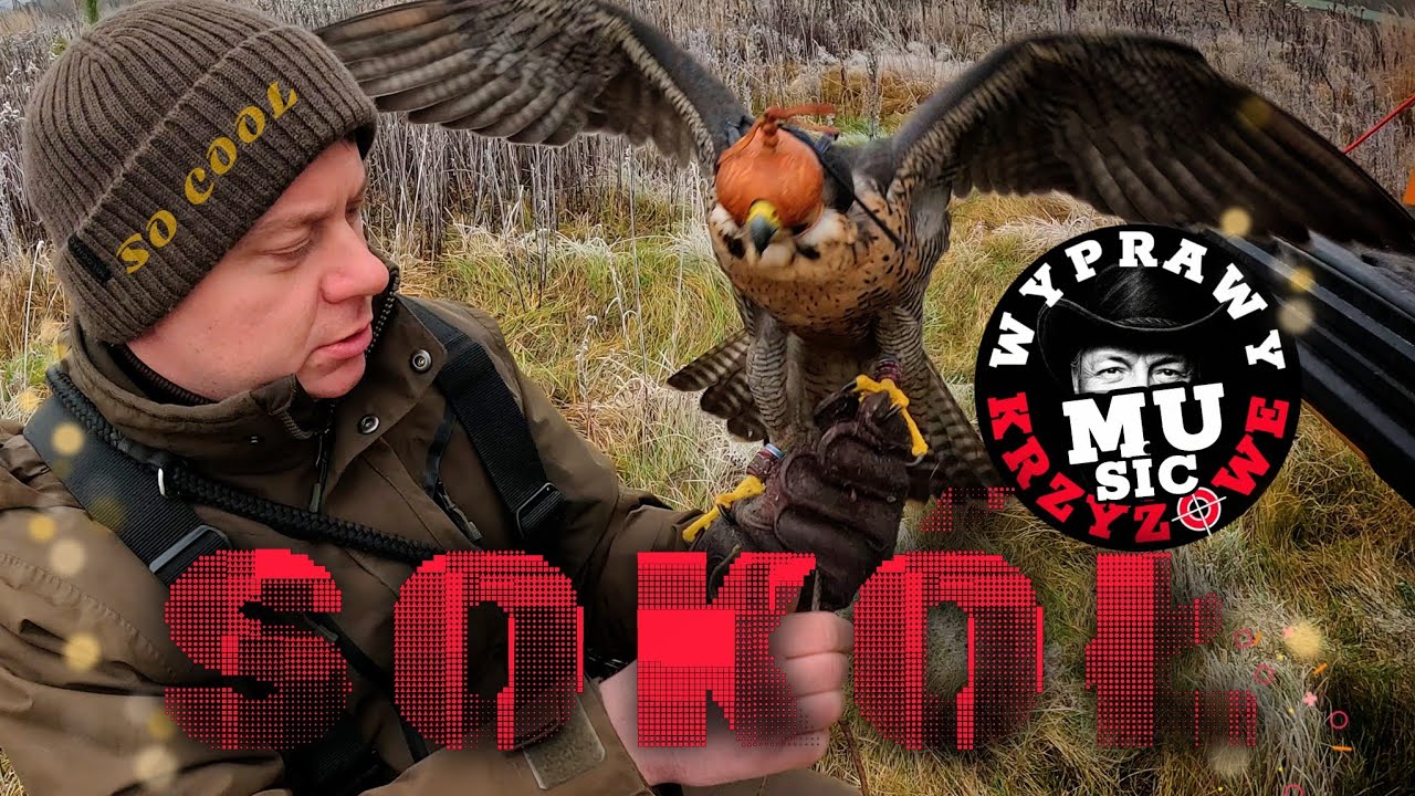 SOKÓŁ - myśliwski dopalacz muzyczny #WyprawyKrzyżowe