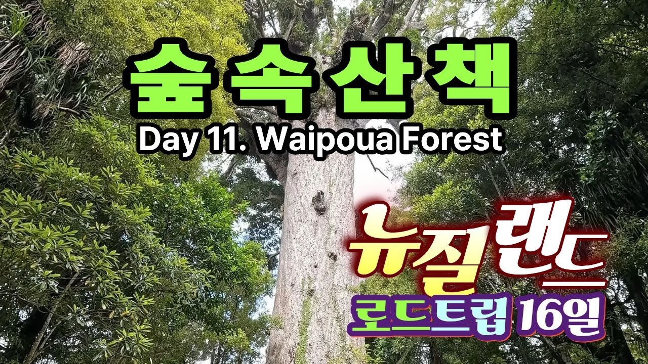 와아포우와 숲속 산책(EP 10)  Take a walk in Waipoua forest