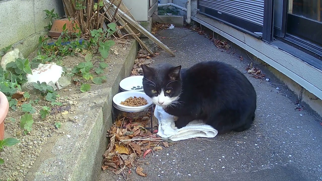 墓参りに来る猫46（ 2026 01 25 何か気配を感じているノラクロ ）