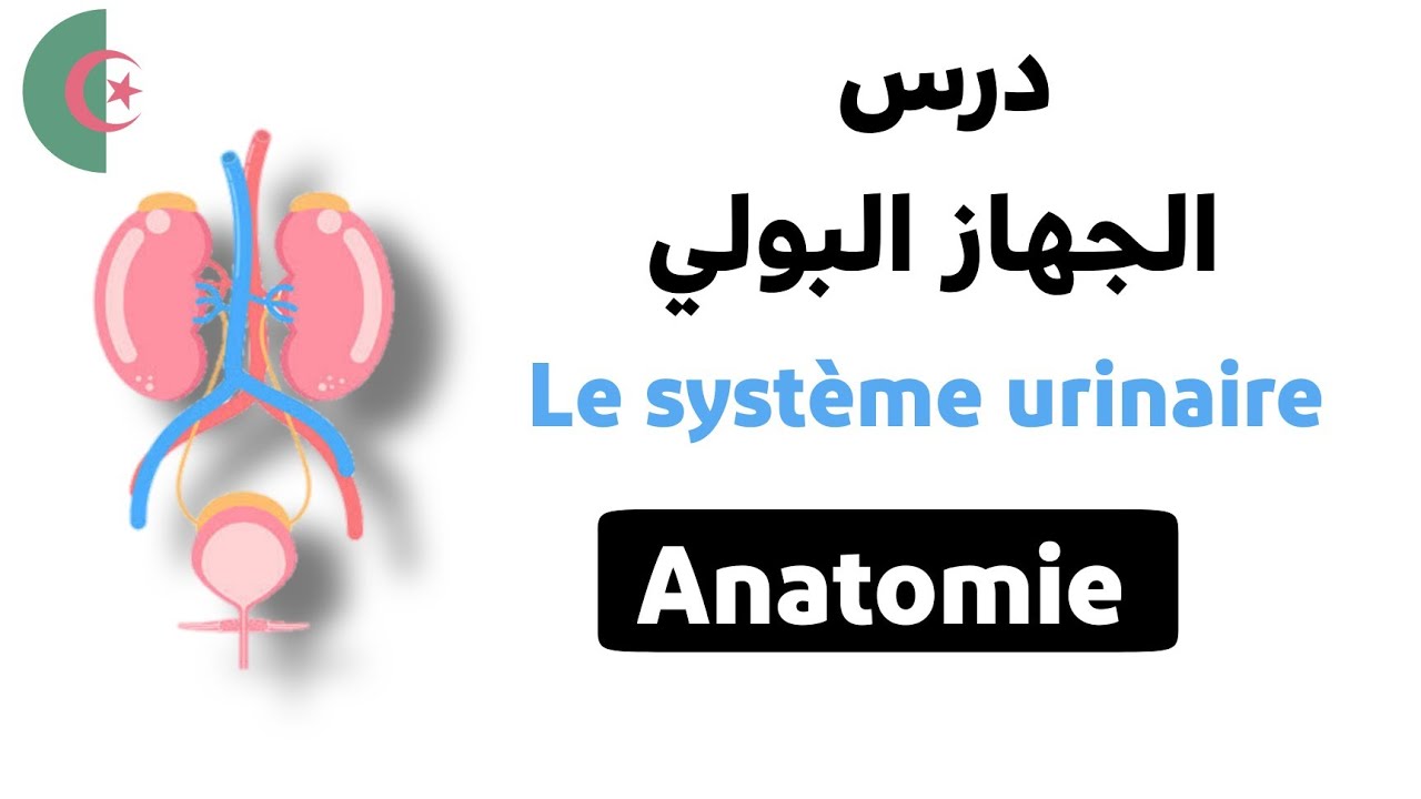 درس الجهاز البولي لطلبة شبه الطبي|Anatomie d'appareil urinaire|درس ملخص و شرح رائع بالعربية+الفرنسية