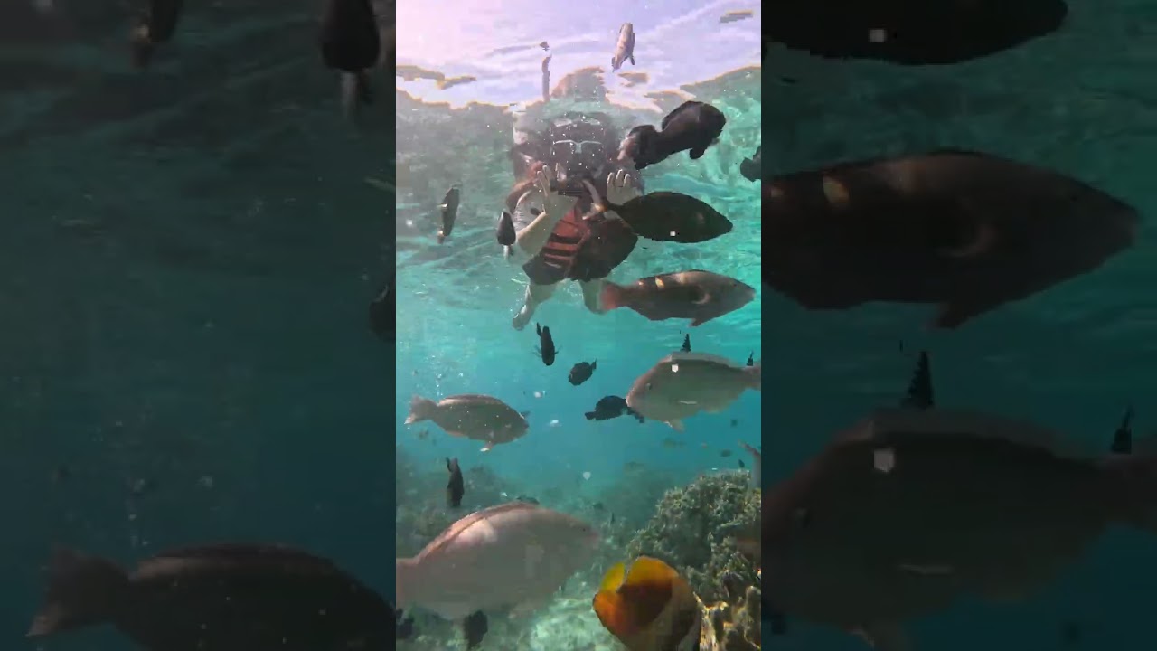 Snorkeling at Sumilon Island 🤿🐠🐟 Oslob, Cebu #9January2026 