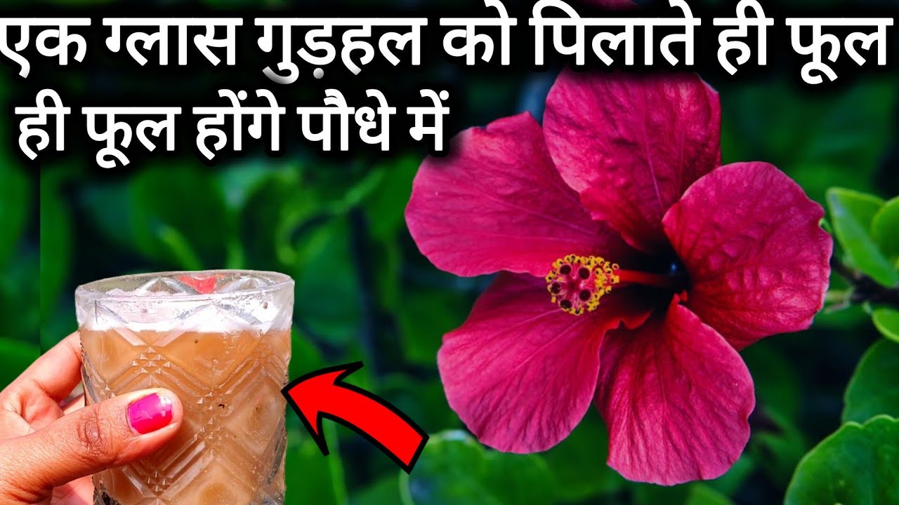 एक ग्लास गुड़हल मे ये डालते ही पौधे है आयेंगे गुच्छों मैं फूल और कलिया।Hibiscus plant care tips 