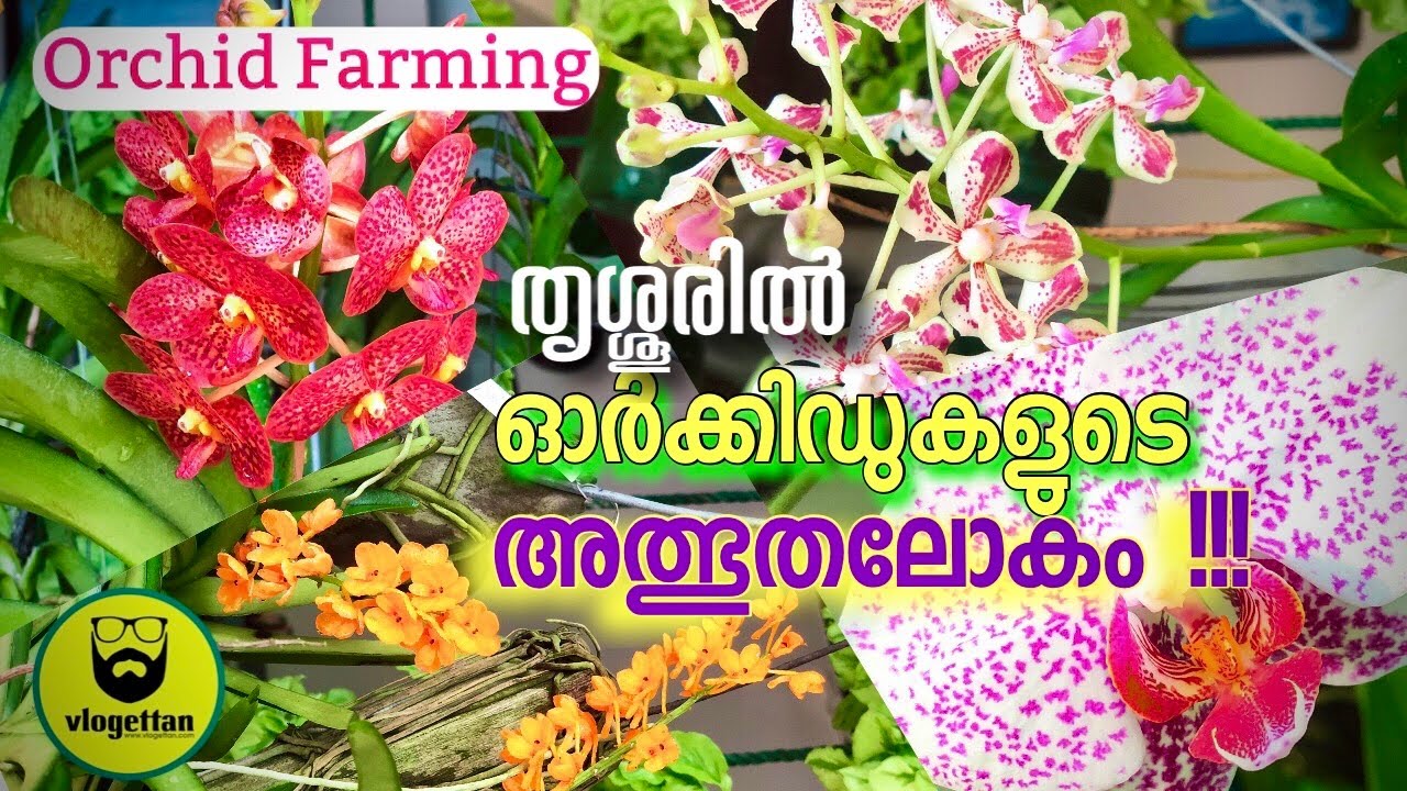 ഓർക്കിഡ് വളർത്താം | Orchid Nursery in Thrissur | Vlogettan