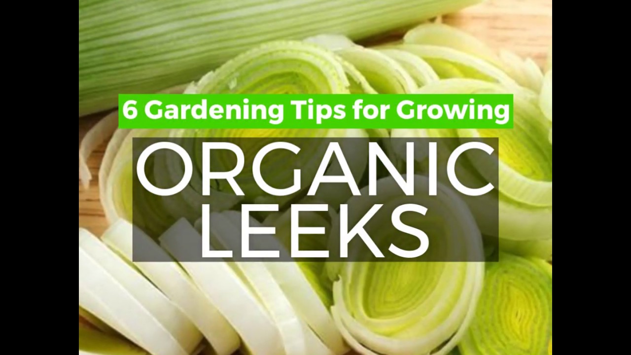 How to Grow Organic Leeks from Seed