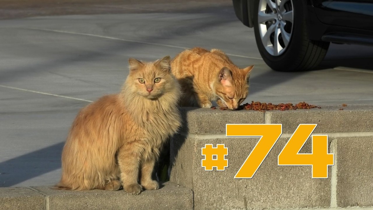 The Cats of Mad Katterville #74