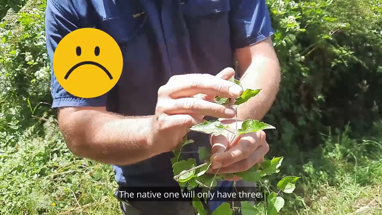 Weed of the Week: Old man's beard