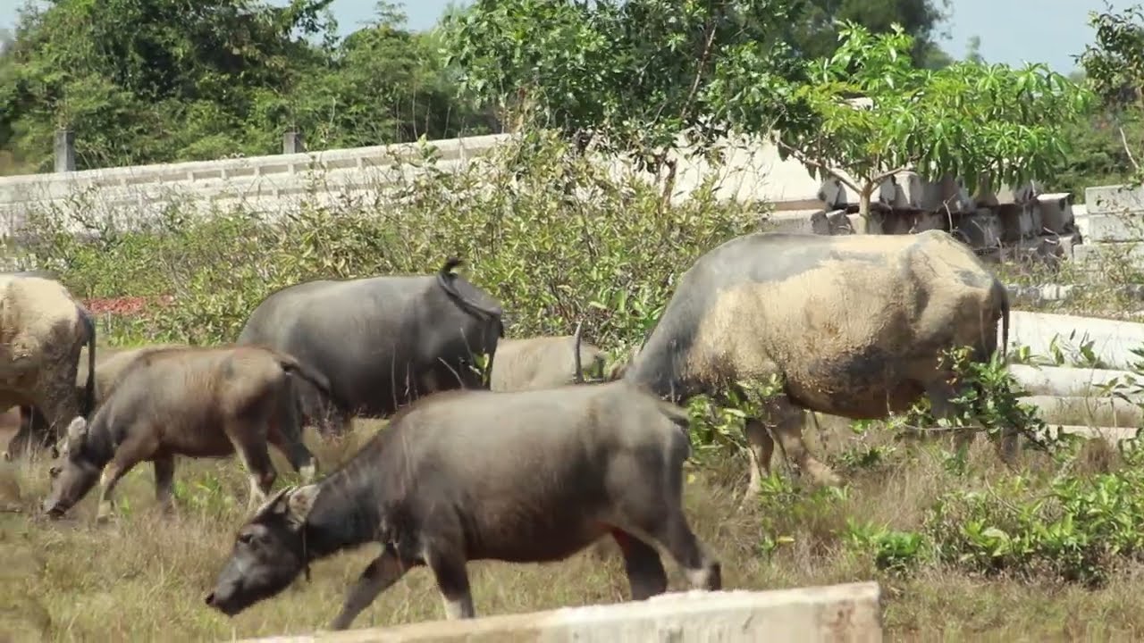 All Herds Buffaloes Walking Grazing on Field  in afternoon on Jan 20,2025/-VTL 10  Chres
