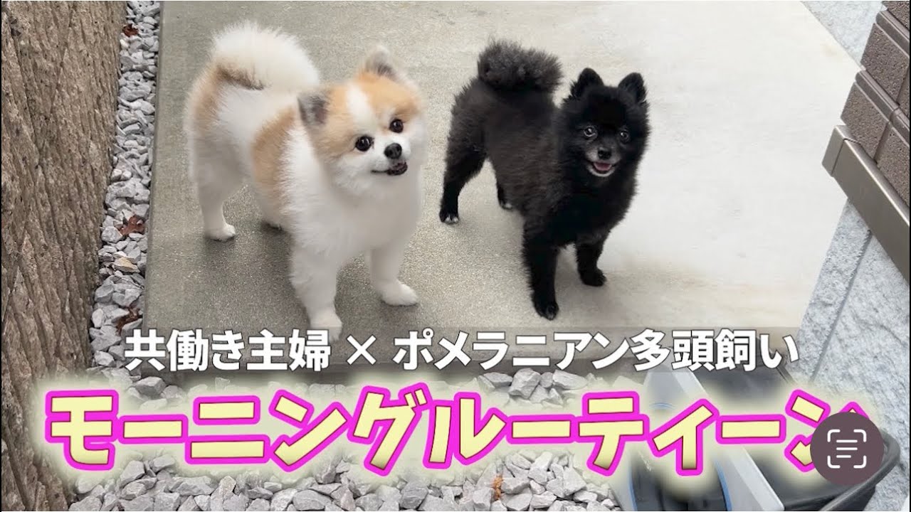 ポメラニアン2匹と過ごす共働き主婦の癒しの休日モーニングルーティーン