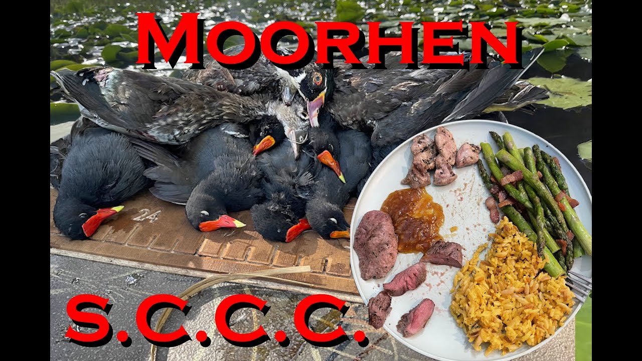 Moorhen (& Wood Duck) Scout, Catch, Clean & Cook