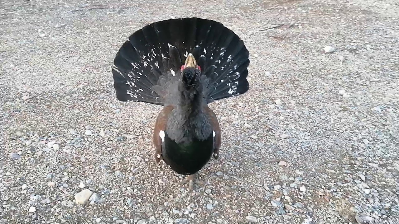 Attacked by an angry Wood Grouse