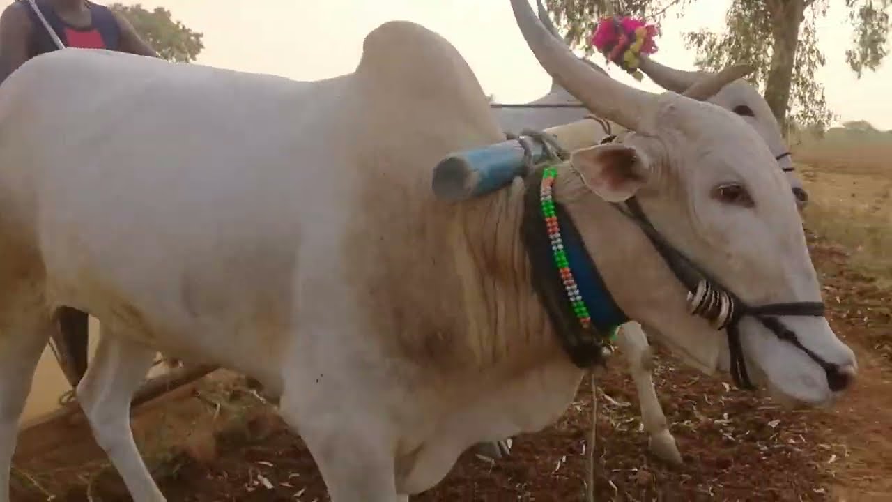 khillari Bulls 🔥