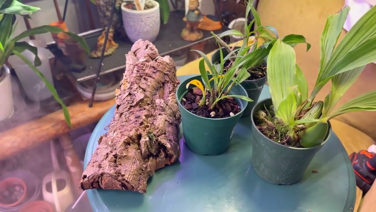Zombie Orchids & Blooms & My ADHD | February 2026