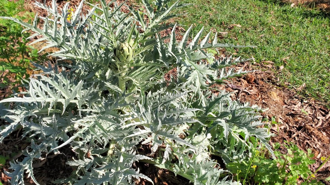 Growing Artichokes - from seeds - zone 7b