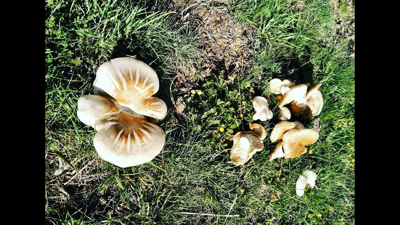 Pleurotus Eryngii  seta de cardo junio 2018