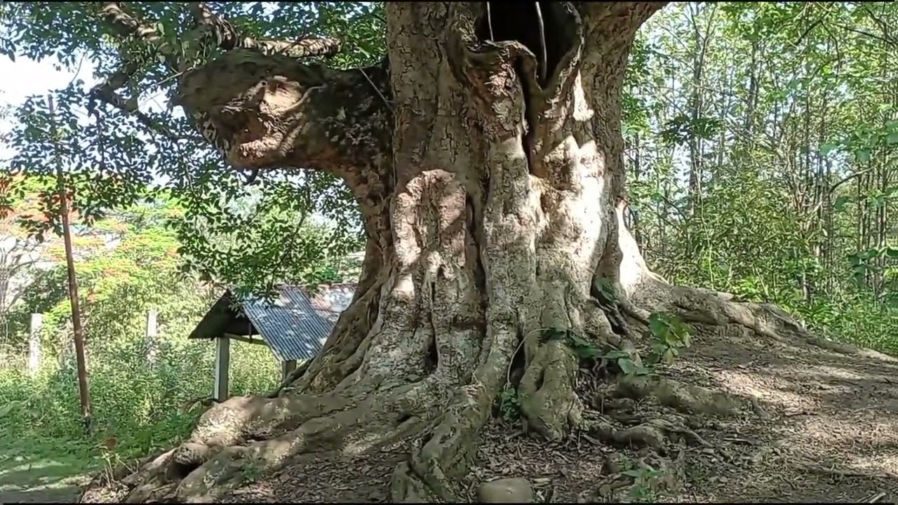 Laioiraba Heibong Pambi 🌳