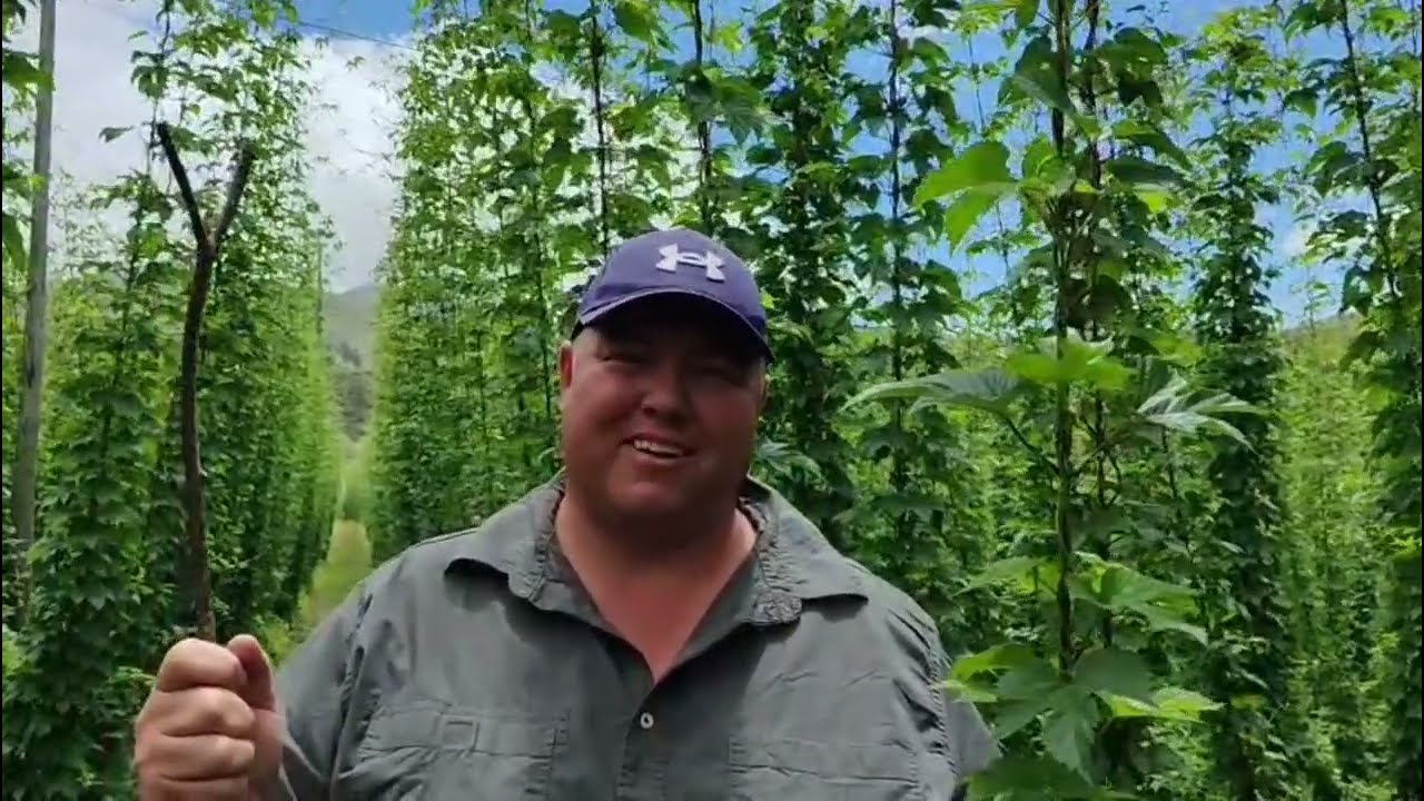Waboomskraal: Suid-Afrika se unieke hops-groeiende vallei