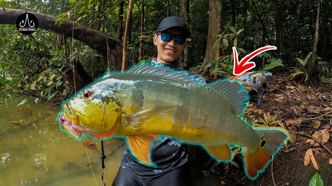 Catching Peacock Bass Deep In The Wood !! - EP75