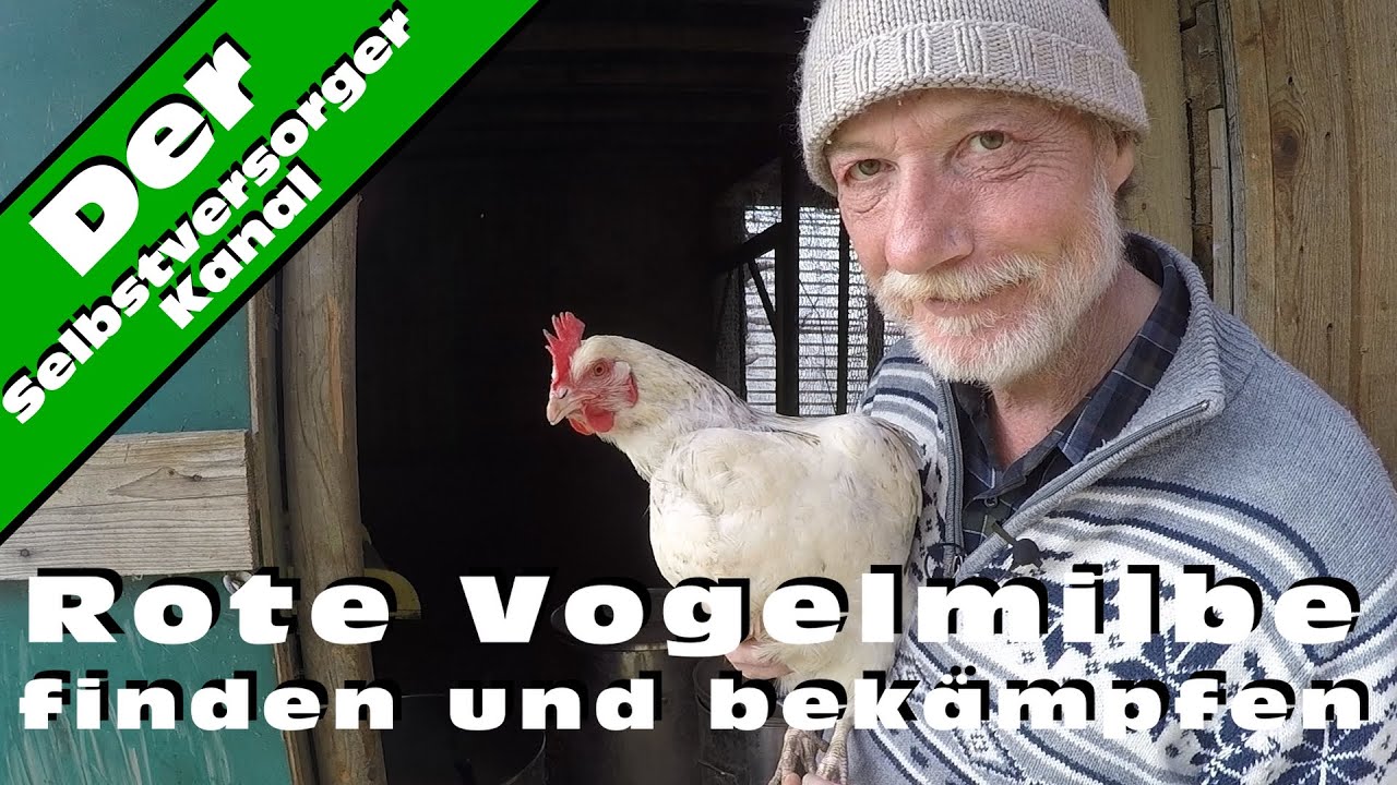 Rote Vogelmilben finden und bekämpfen.