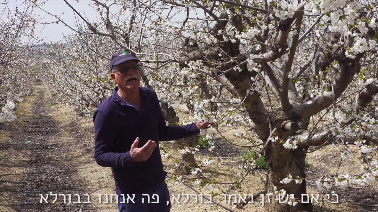 עוקבים אחרי פריחת הדובדבן - חלק2 - פריחה