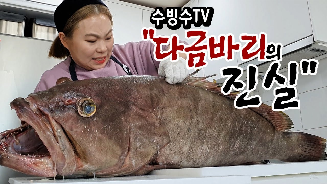 한마리 90만원짜리 거대 다금바리, 진짜인지 알아봤습니다.