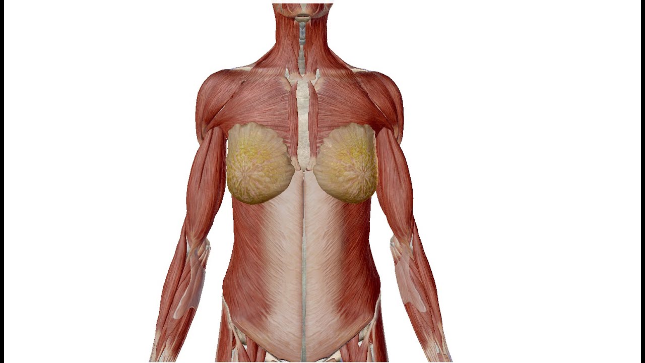 Anatomy of mammary gland and its lymphatic drainage .