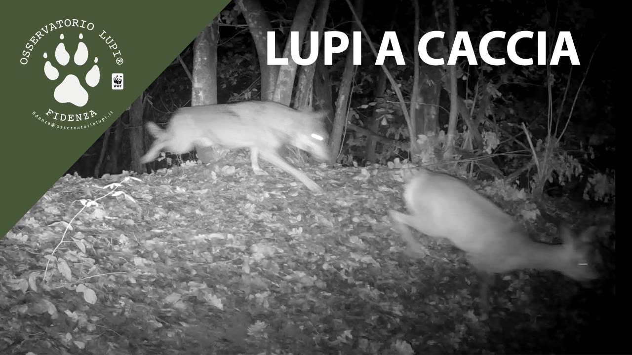 Lupi a caccia