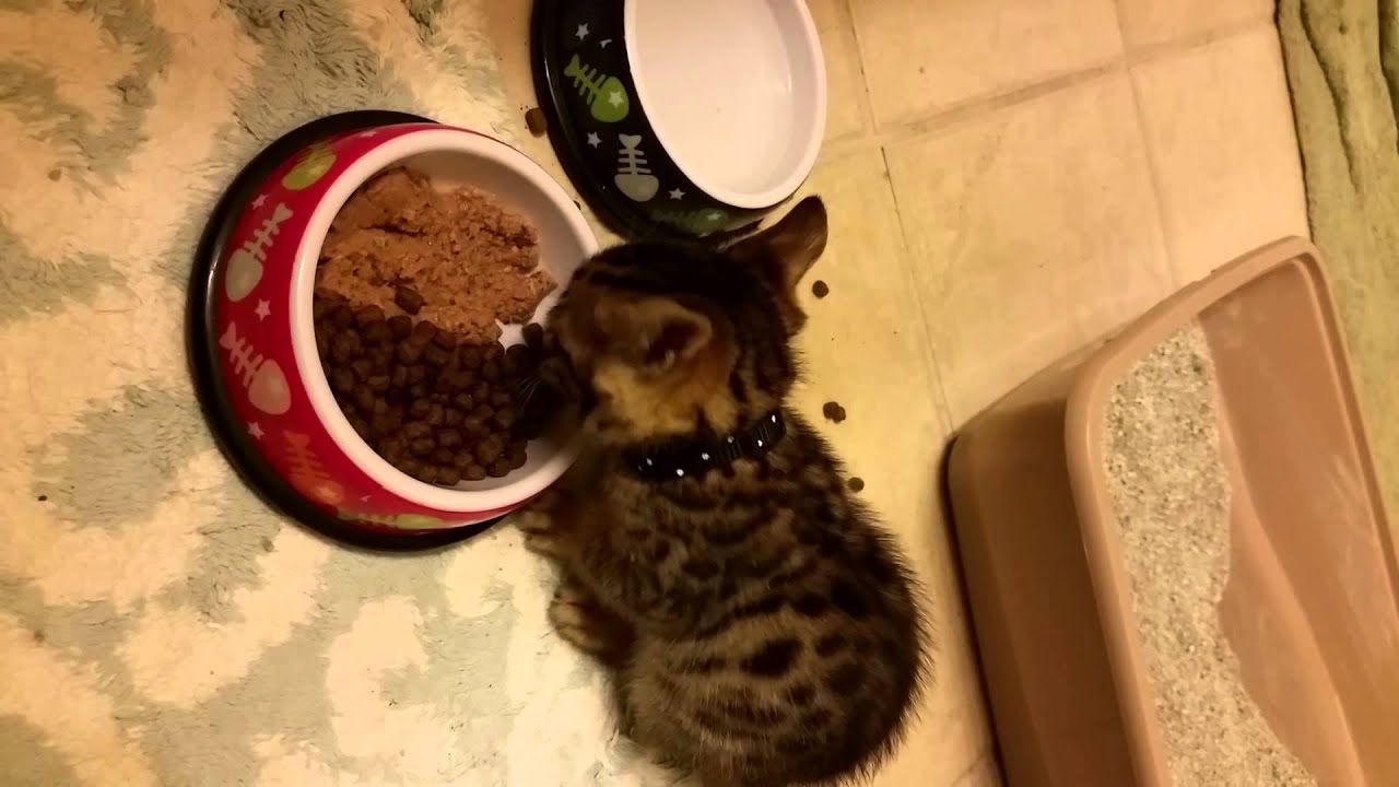 Hungry Kitten Talking